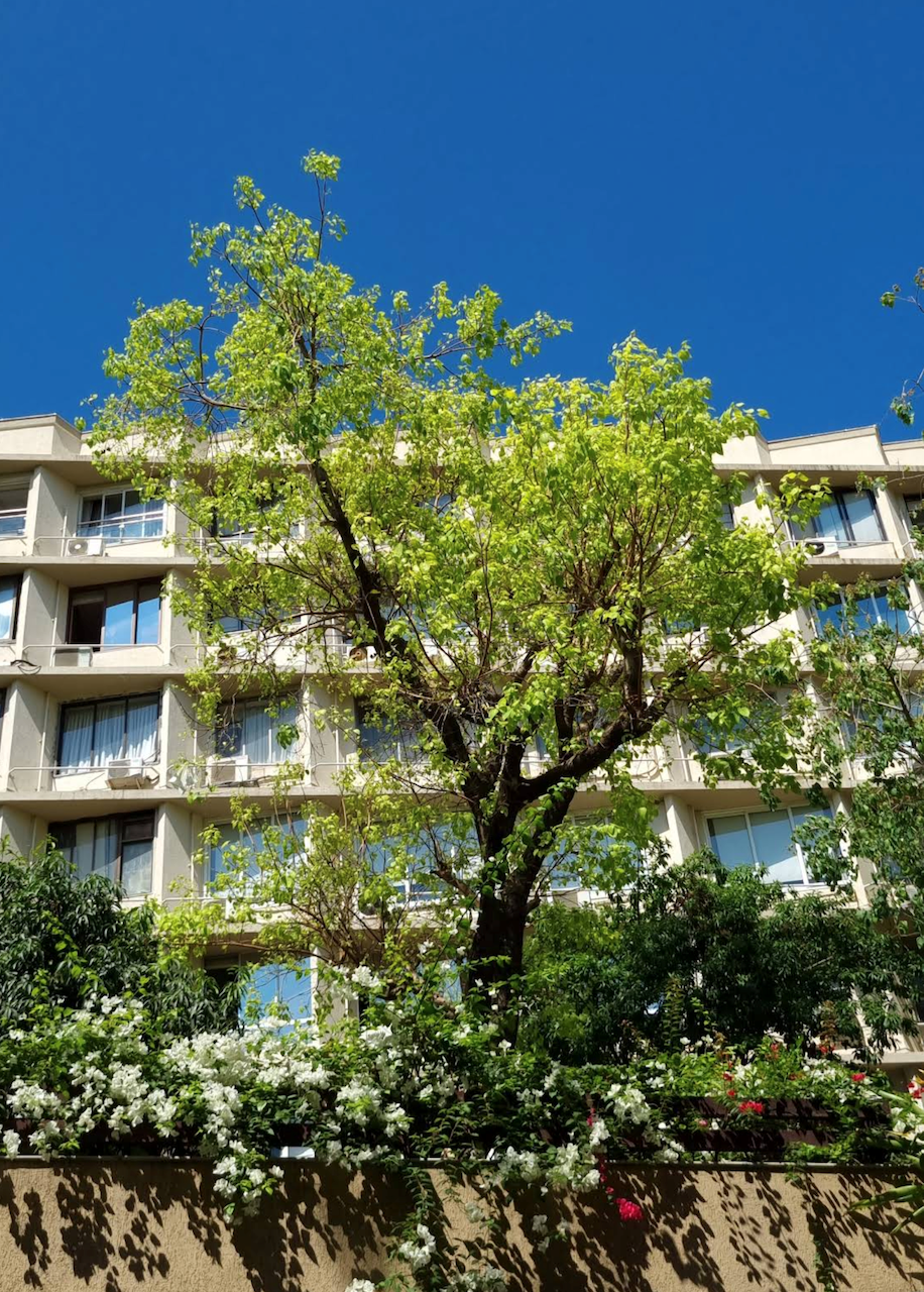 1 BHK Flats for Sale in Blue Heaven, Walkeshwar