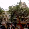 2 BHK Flats on Rent in Jal Darshan, Bandra West