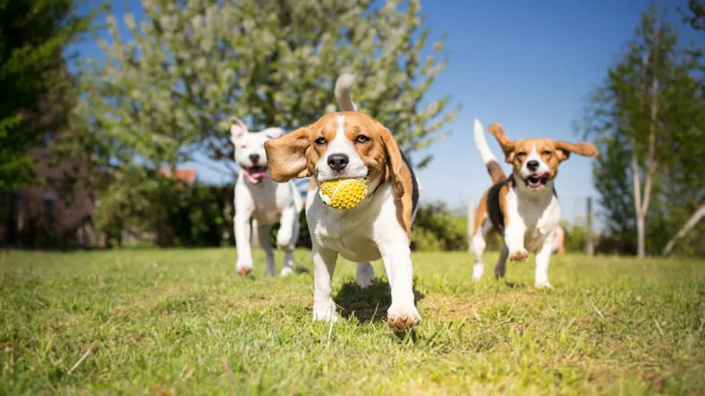 Aaradhya High Park Pet Park