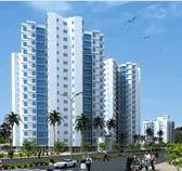 Everest Countryside Petunia Dafodil Marigold