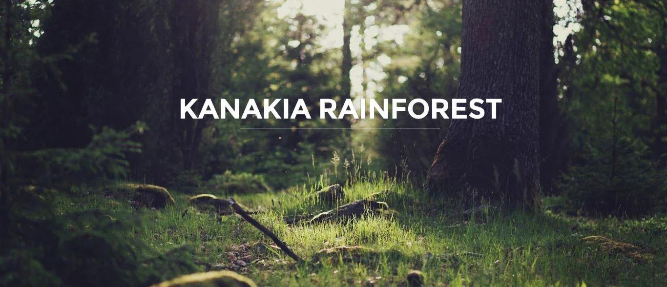 Kanakia Rainforest Banner2