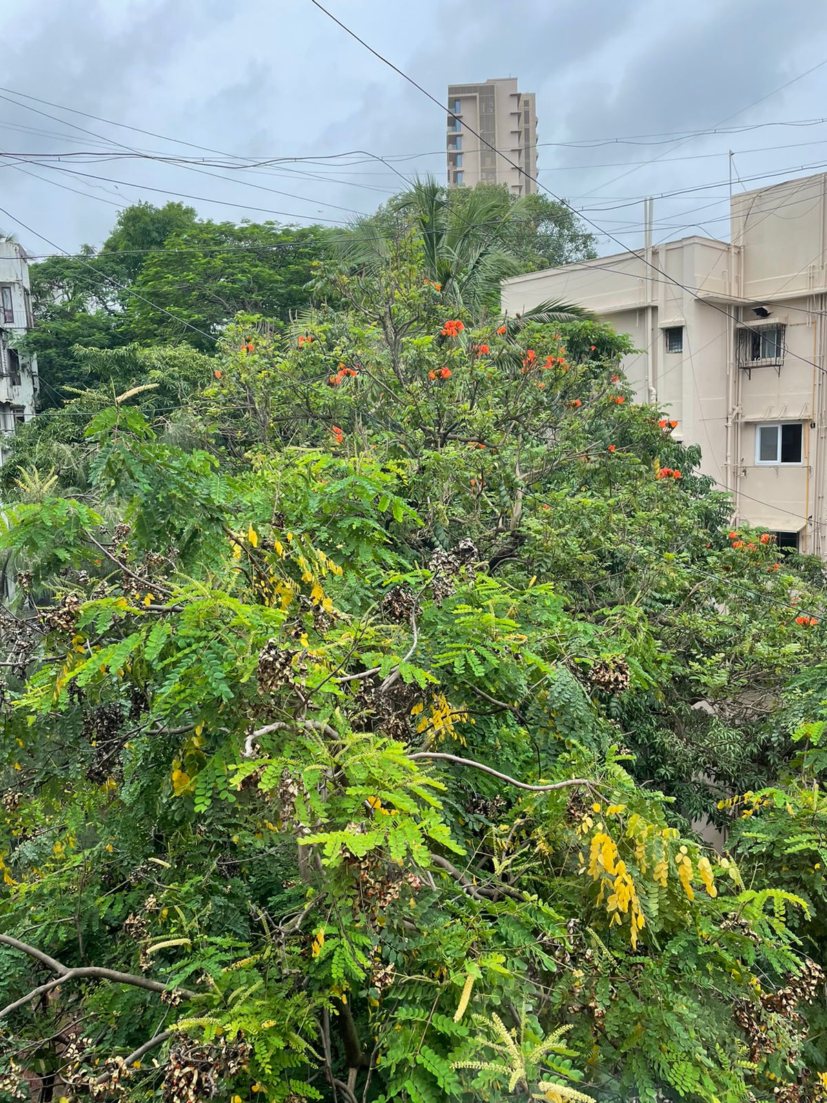   5 - Rashmi Building, Bandra West