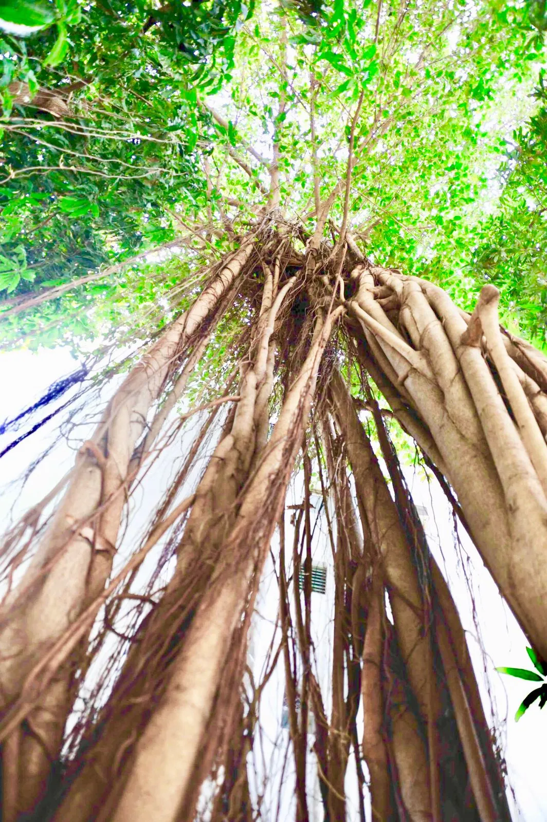 Img 20211117 Wa0030 - Mayqueen, Bandra West